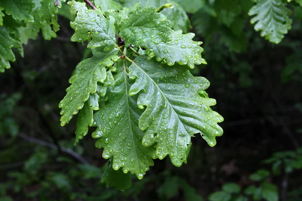 Πράσινο φύλλωμα καλύπτεται με σταγόνες υγρασίας μετά τη βροχή — Φωτογραφία Αρχείου