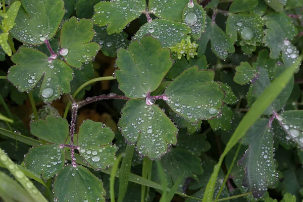 El follaje verde se cubre con gotas de humedad después de la lluvia — Foto de Stock