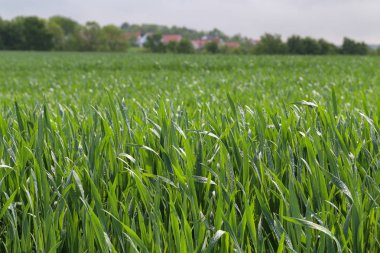 Young green wheat shoots on farmers field