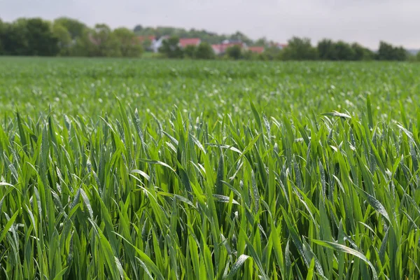 Jonge groene tarwe scheuten op boerenveld — Stockfoto