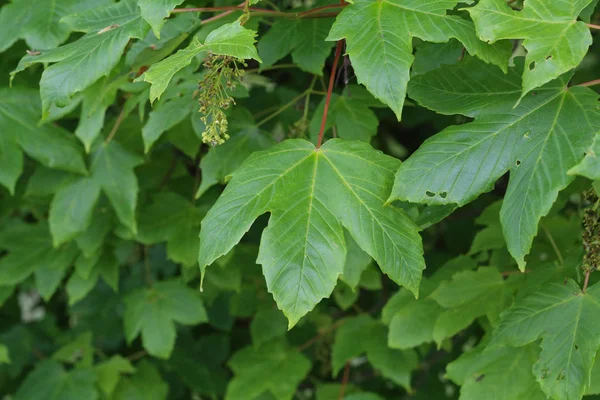 Les premières feuilles sur les arbres fleurissent au printemps — Photo