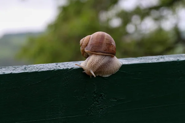 Caracol de uva rastejando em uma tábua de madeira — Fotografia de Stock