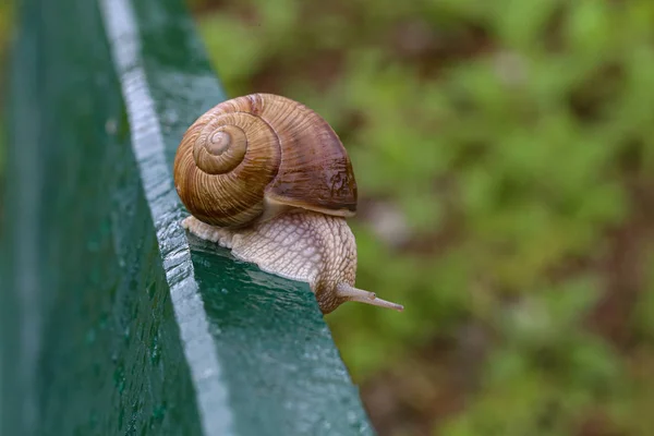 Grape snail crawling on a wooden board — Stock Photo, Image