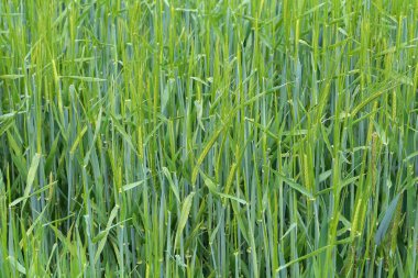 Yeşil kış çavdar bir alanda başak başladı