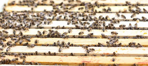 Beekeeper working with bees in the apiary — Stock Photo, Image