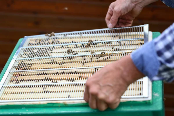 養蜂家は養蜂場でミツバチと一緒に働いています — ストック写真