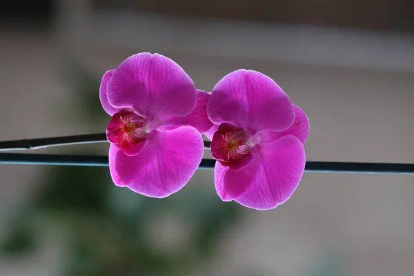 Фиолетовый цветок орхидеи на подоконнике. . — стоковое фото