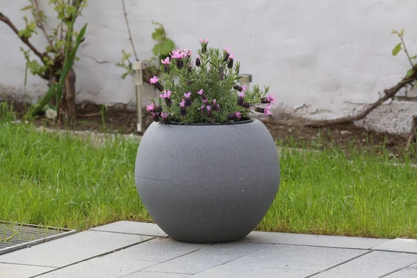 Un vaso di fiori viola si trova sulla terrazza — Foto Stock