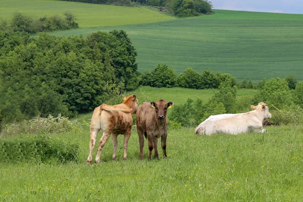 Dois bezerros e uma vaca pastam no pasto — Fotografia de Stock