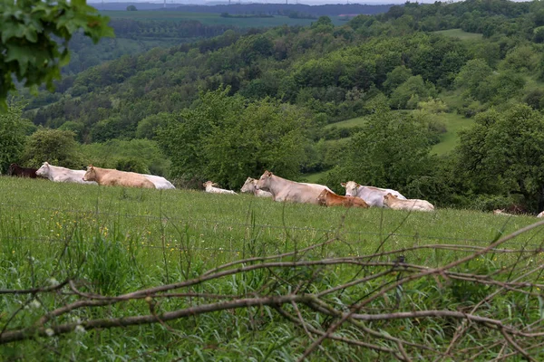 Stada krów spoczywających na pastwiskach w lecie — Zdjęcie stockowe