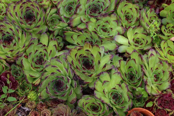 Sempervivum charadzeae, houseleeks atau liveforever di taman musim semi — Stok Foto