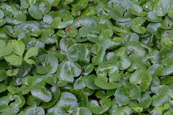 Green plants growing under the trees in the forest — Stock Photo, Image