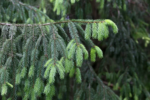 Zielona gałąź sosny w lesie iglastym — Zdjęcie stockowe