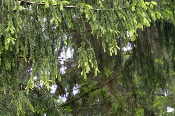 Zelená borovice v jehličnatém lese — Stock fotografie