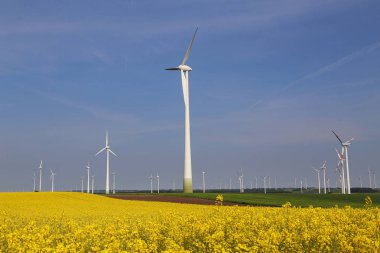 Rüzgar motorları Almanya kolza tohumu alanında