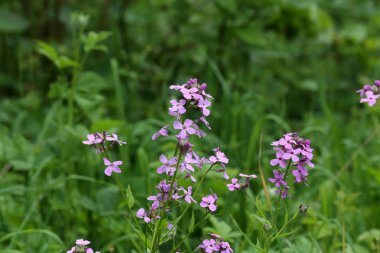 Yaz aylarında çiçeklenme güzel parlak yaban çiçekleri