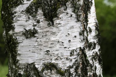 Bir huş ağacının gövdesi, arka planda yeşillik.