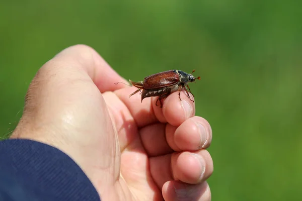 Common Cockchafer - Melolontha melolontha, known as a May bug or Doodlebug. — Stock Photo, Image