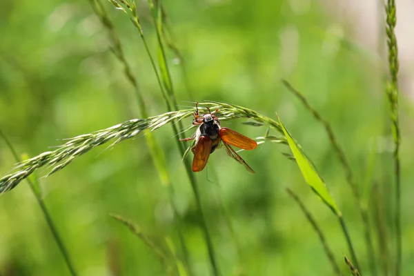 Käfer melolontha auf einem Grashalm — Stockfoto