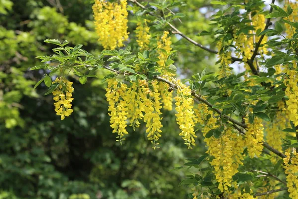 Vacker Vårgul Akacia Träd Filial Blommar Mot Suddig Bakgrund — Stockfoto