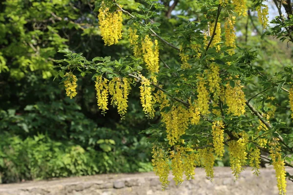 Vacker vårgul akacia träd, filial blommar mot suddig bakgrund — Stockfoto