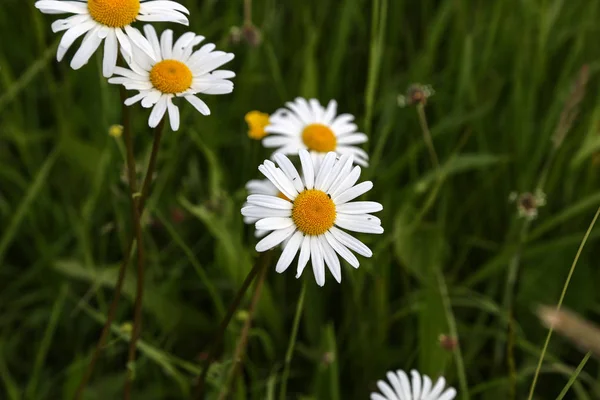 Ромашки. Білі ромашки цвітуть на літньому лузі — стокове фото