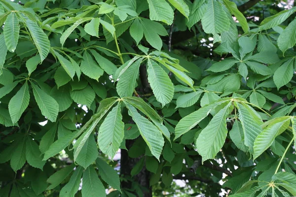 Зелене листя каштана, що росте в міському парку — стокове фото