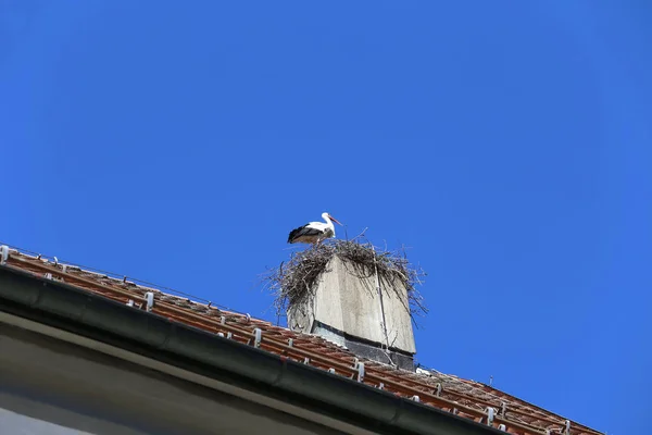 Cicogna bianca fare un nido sul camino chiesa — Foto Stock