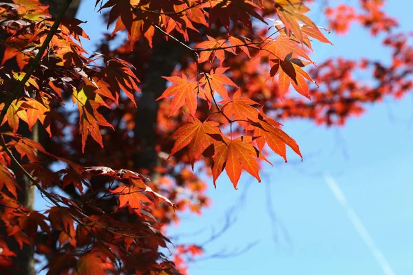 Яскраво-червоне кленове листя на фоні неба — стокове фото