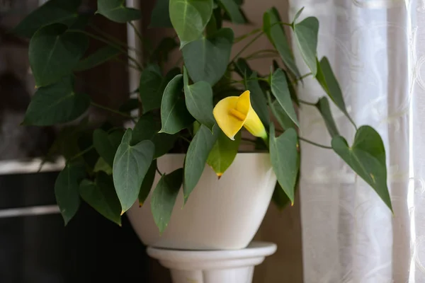 Zantedeschia το κίτρινο λουλούδι στο δωμάτιο — Φωτογραφία Αρχείου