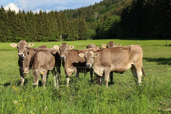 Vaches brunes dans les pâturages au pied des Alpes — Photo
