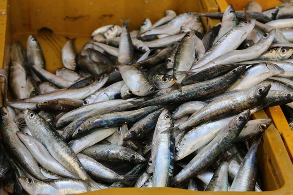 Diferentes peces de mar en un mercado de pescado en Croacia — Foto de Stock