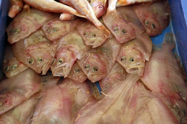 Peixe-marinho diferente num mercado de peixe na Croácia — Fotografia de Stock