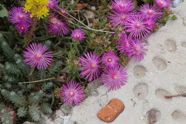 Delosperma çiçeğinin güzel kaktüsü.