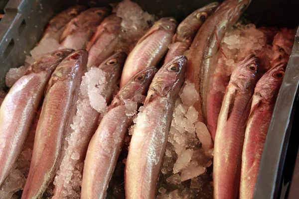 Peixe-marinho diferente num mercado de peixe na Croácia — Fotografia de Stock