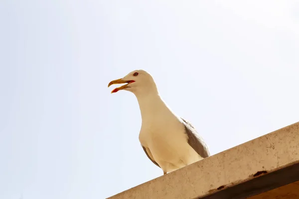 Seagull siedzi na dachu Stoiska rybnego — Zdjęcie stockowe