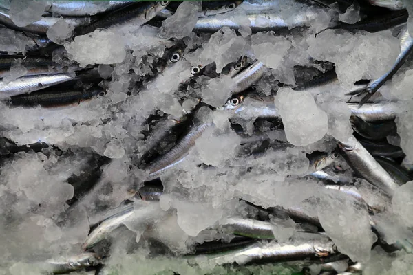 Różne ryby morskie na targu rybnym w Chorwacji — Zdjęcie stockowe