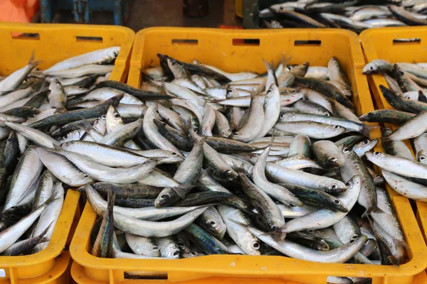 Hırvatistan 'da bir balık pazarında farklı deniz balıkları