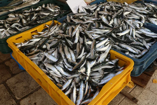 Peixe-marinho diferente num mercado de peixe na Croácia — Fotografia de Stock