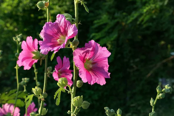 Розовые чулки или виселица на солнце — стоковое фото