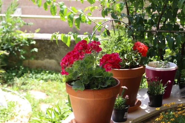 Bellissimi fiori di geranio giardino luminoso in vaso — Foto Stock