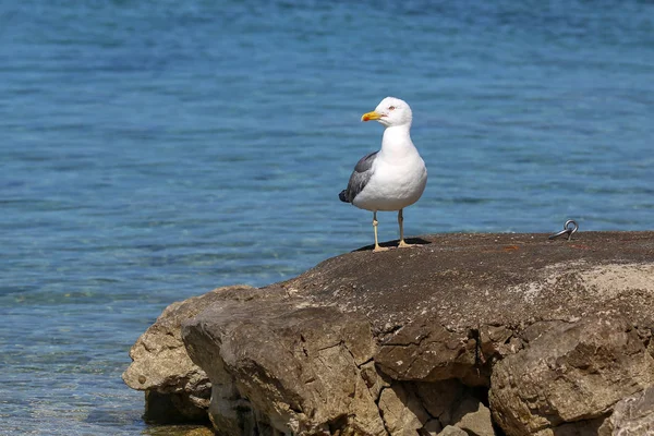 Gull morski siedzi na skałach w pobliżu brzegu — Zdjęcie stockowe