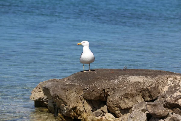 海鸥坐在海岸附近的岩石上 — 图库照片