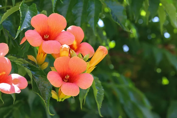 फूलों वाली टेककॉम - कैंप्सिस, पत्तियों से खिलाफ — स्टॉक फ़ोटो, इमेज