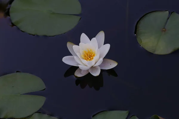 庭の池に美しいスイレンの花 — ストック写真