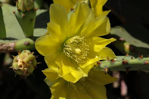 Flor de primavera em um cacto de pêra espinhosa — Fotografia de Stock