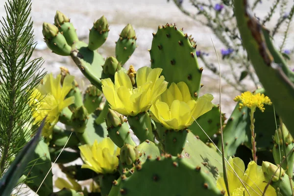 Jarní rozkvět na pichlové kaktus — Stock fotografie