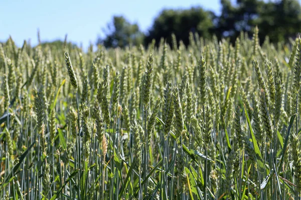 晴れた日の緑の小麦畑 — ストック写真