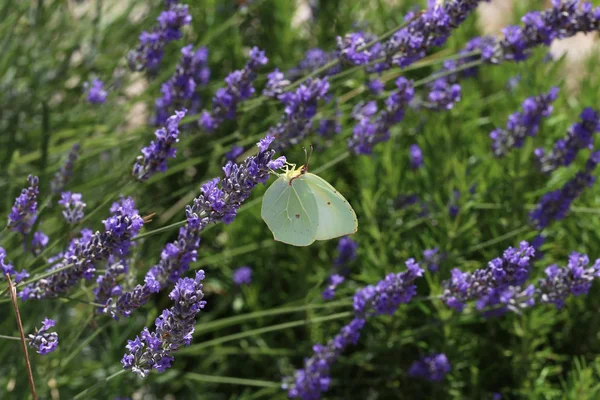 Bela borboleta bebe néctar de uma flor — Fotografia de Stock