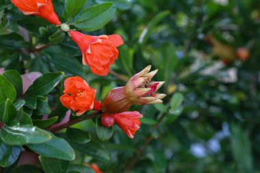 Nar çiçekleri ve doğada yeşil yaprakları